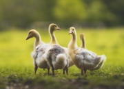 开云体育登录-东决之夜，一球定乾坤，约基奇与历史幽灵的终极对话