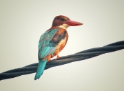 开云APP-欧冠淘汰赛之夜，争议之王？拉梅洛攻防两端统治—今夜，他说了算