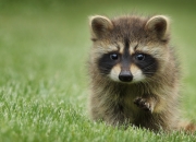 开云体育平台APP-法比尼奥租借爆发，丹麦奥尔堡爆冷击败比利亚雷亚尔