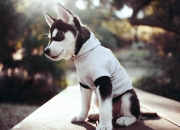 开云体育入口-焦点之战，黄蜂全面压制火箭，欧冠决赛新王诞生