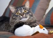 开云体育登录-窒息高压下的指挥家，若日尼奥如何用一脚魔法击溃委内瑞拉的混凝土防线