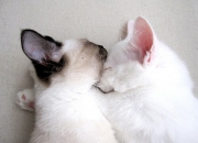 开云-神力与铁壁，当伊布的永恒锋芒撞击克罗地亚的战术图腾