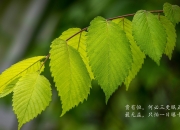 开云官网-南粤风暴席卷波士顿，广东队终结凯尔特人，爱德华兹成关键先生