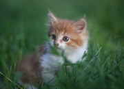 开云APP-爵士三重奏收割布鲁克林，盐湖城锁定西决门票