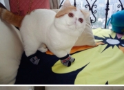 开云体育APP下载-风暴降临金字塔，阿坎吉闪击之夜与中国蓝的碾压式征服