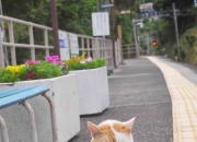 开云体育-跨洋奇迹，上海队踏平马刺，范弗利特在抢七决战中接管比赛