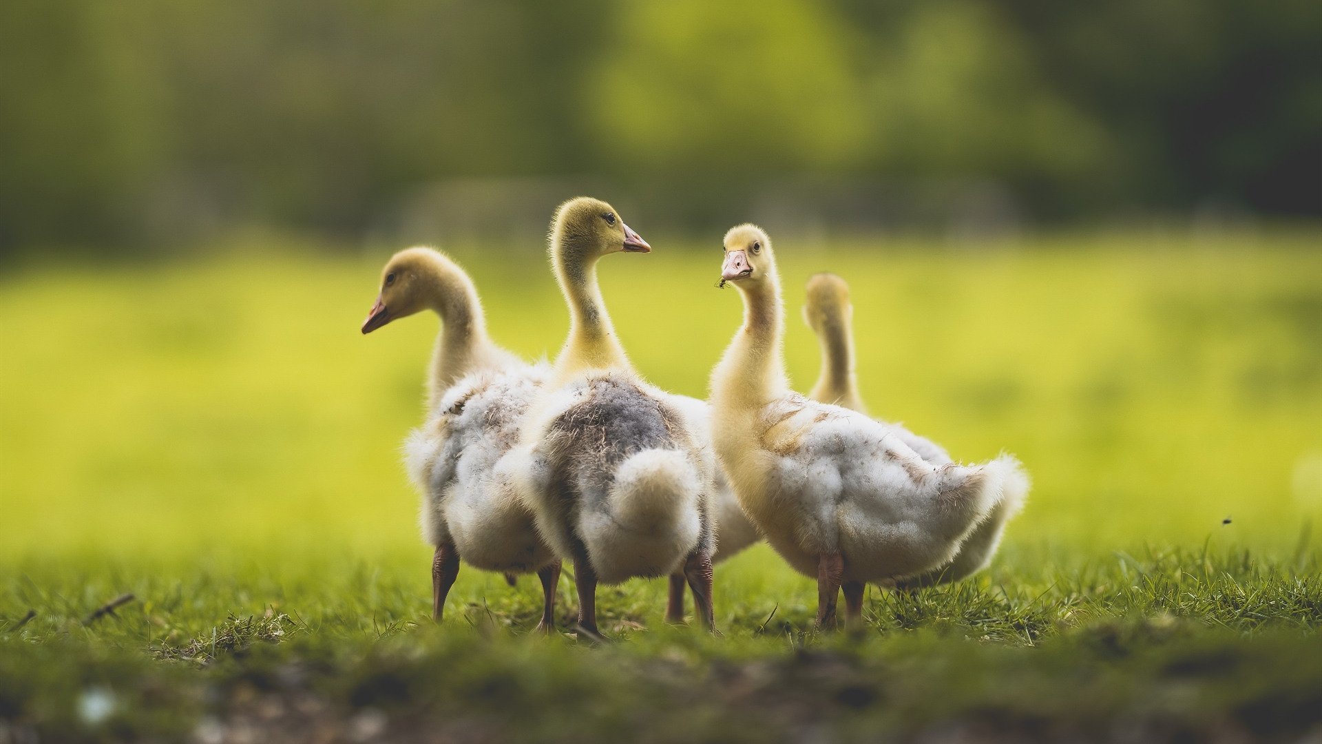 东决之夜,一球定乾坤,约基奇与历史幽灵的终极对话