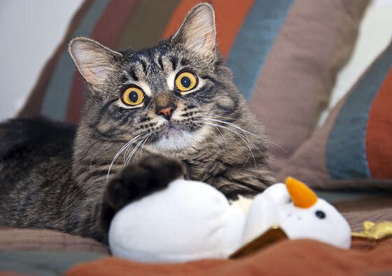 窒息高压下的指挥家，若日尼奥如何用一脚魔法击溃委内瑞拉的混凝土防线