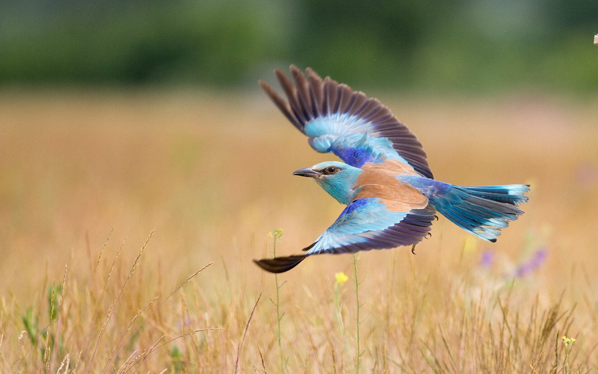 铁索横江！广东队窒息防守锁死上海，小贾伦神迹解锁胜利