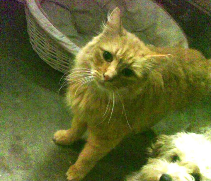 足球战争与赛车神话,当伊拉克击溃切尔西,C罗在F1街道赛接管比赛