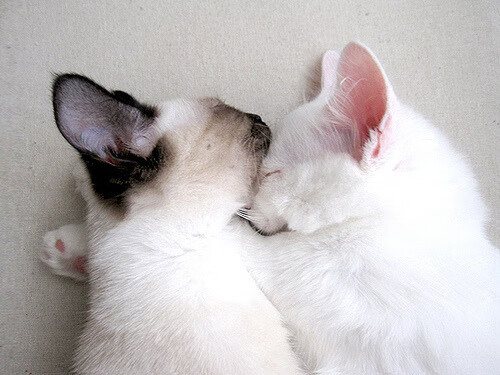 神力与铁壁,当伊布的永恒锋芒撞击克罗地亚的战术图腾