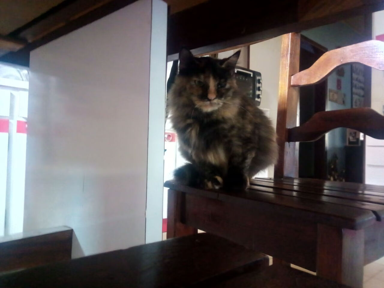 卡拉斯科绝世爆发，塞内加尔碾压日本挺进世界杯八强