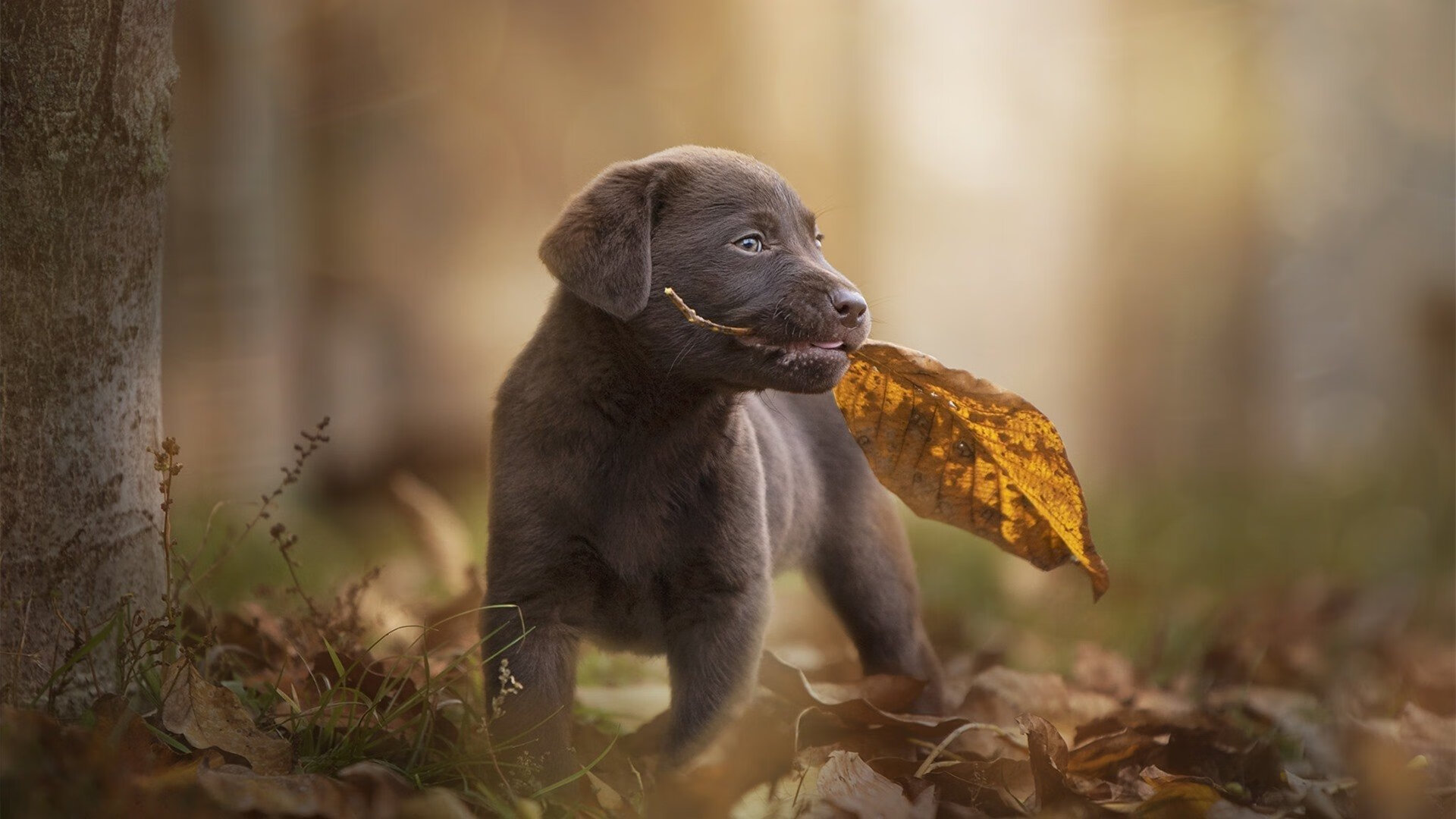 范弗利特对阵吉林队，一场现代后卫的进攻典范