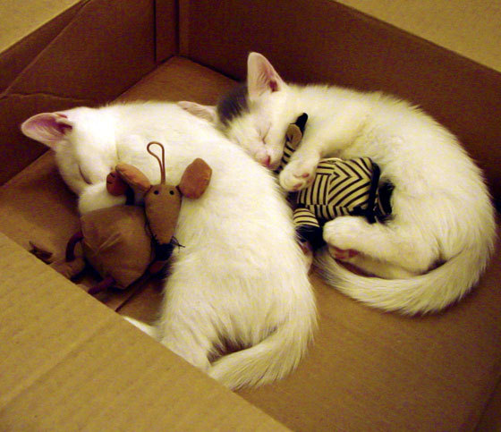 封神之夜！劳塔罗一锤定音，欧冠半决赛见证阿根廷新锋神诞生